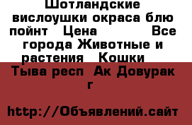 Шотландские вислоушки окраса блю пойнт › Цена ­ 4 000 - Все города Животные и растения » Кошки   . Тыва респ.,Ак-Довурак г.